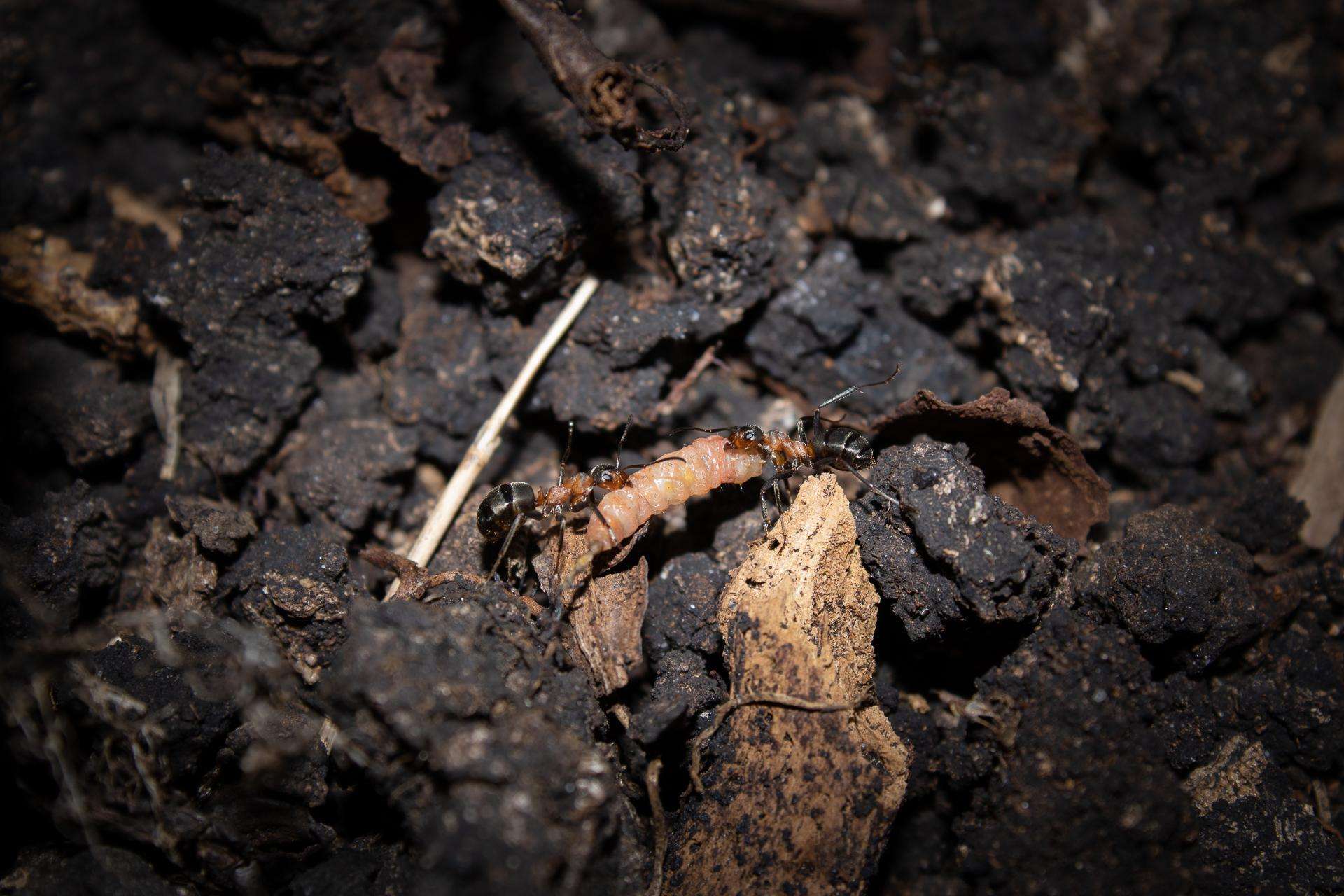 Two ants carrying a earth worm