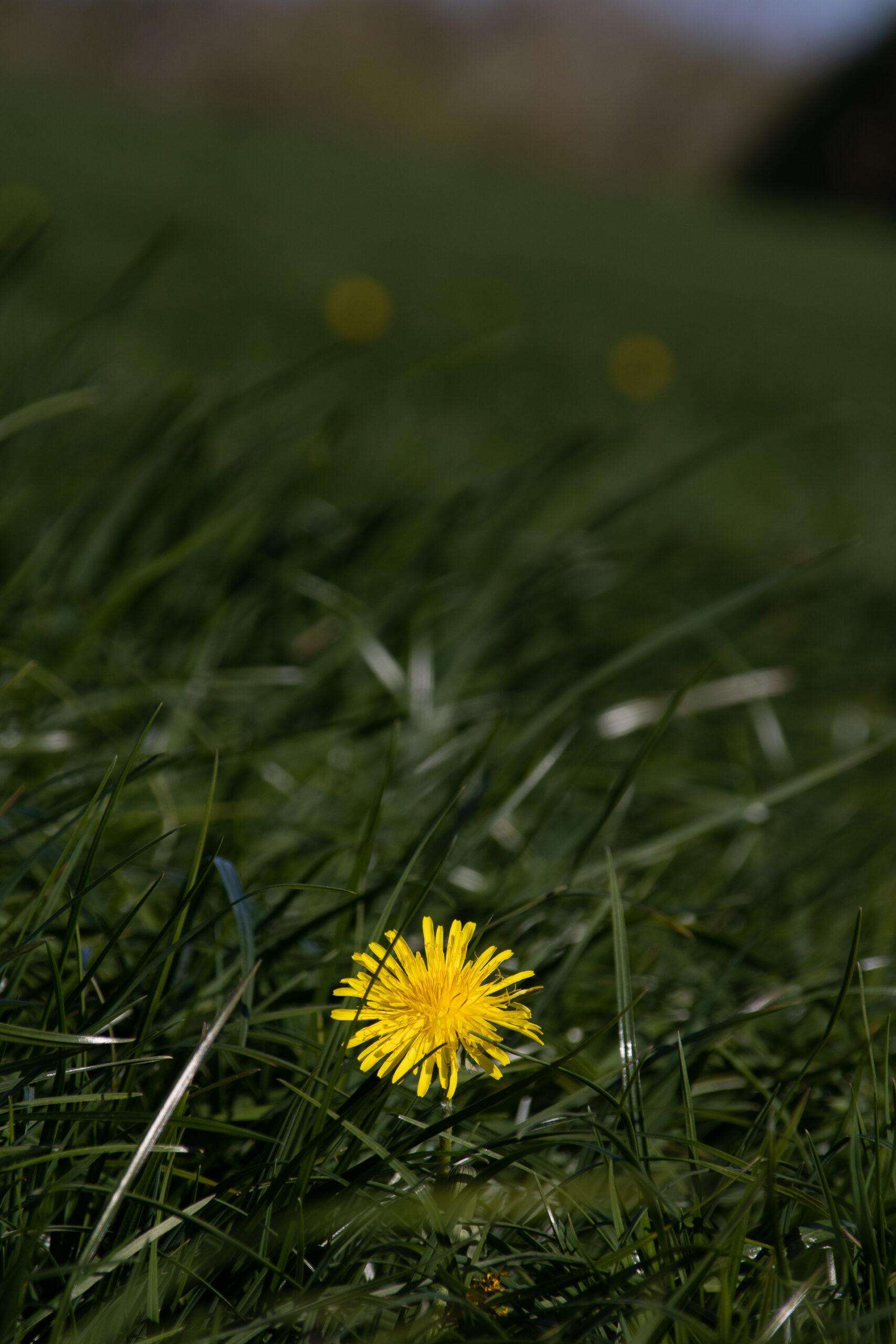 A yellow dandelion in the foreground and blurred out daisies in the background on green grass