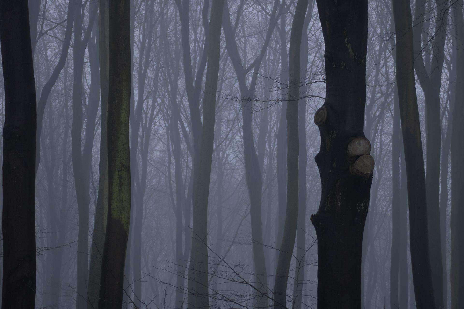 Moody and hazy forest in winter
