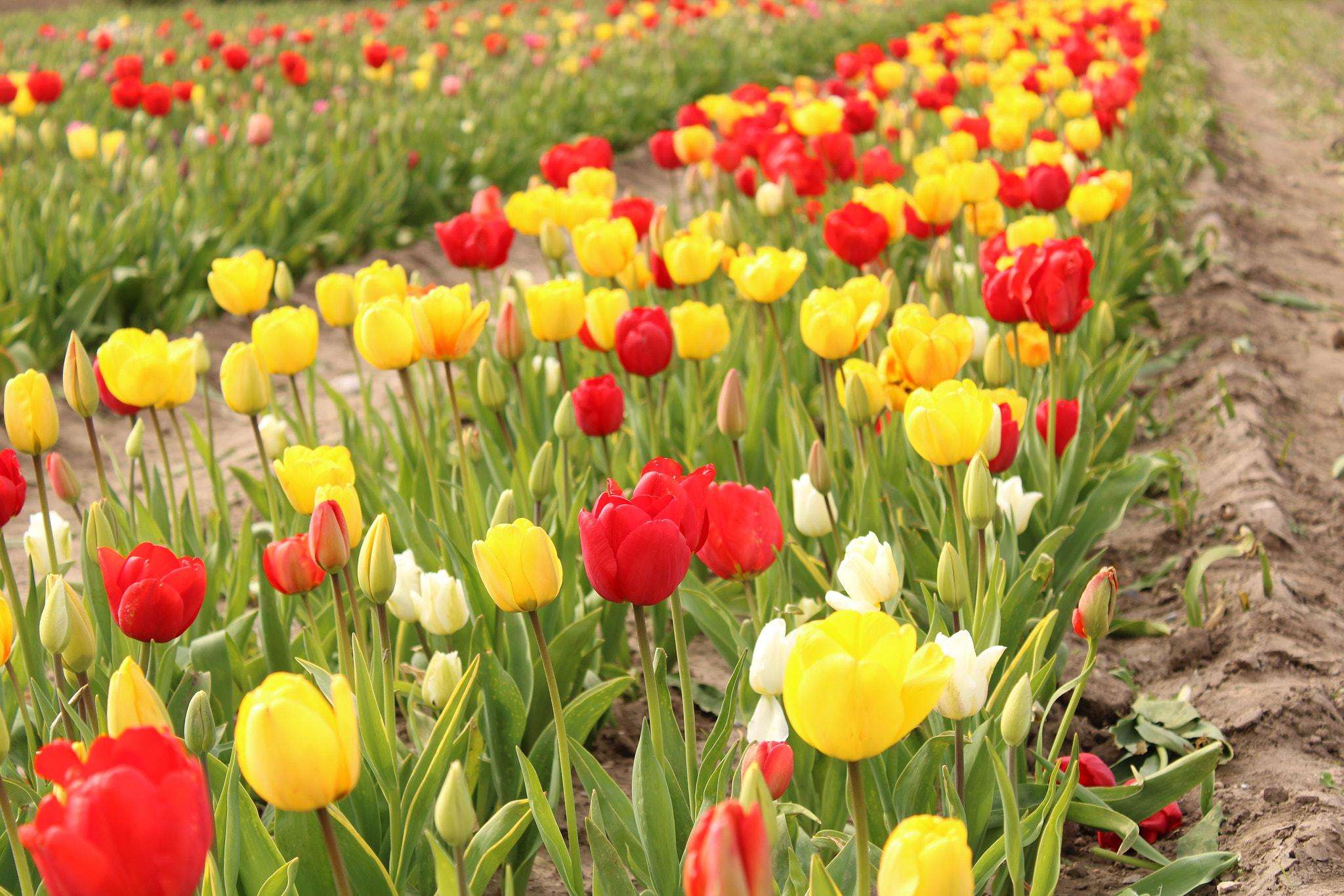 tulips_field